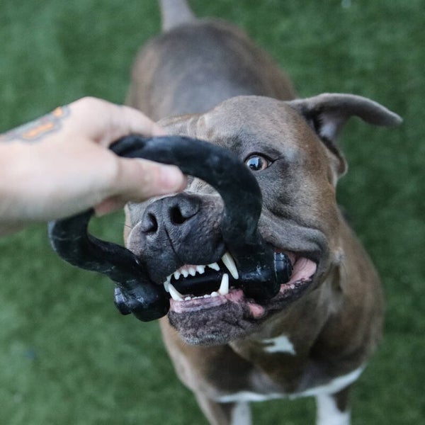 SodaPup Magnum Anchor Shackle Tug Toy