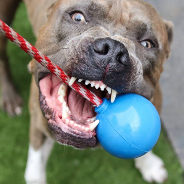 SodaPup USA K9 Cherry Bomb Large