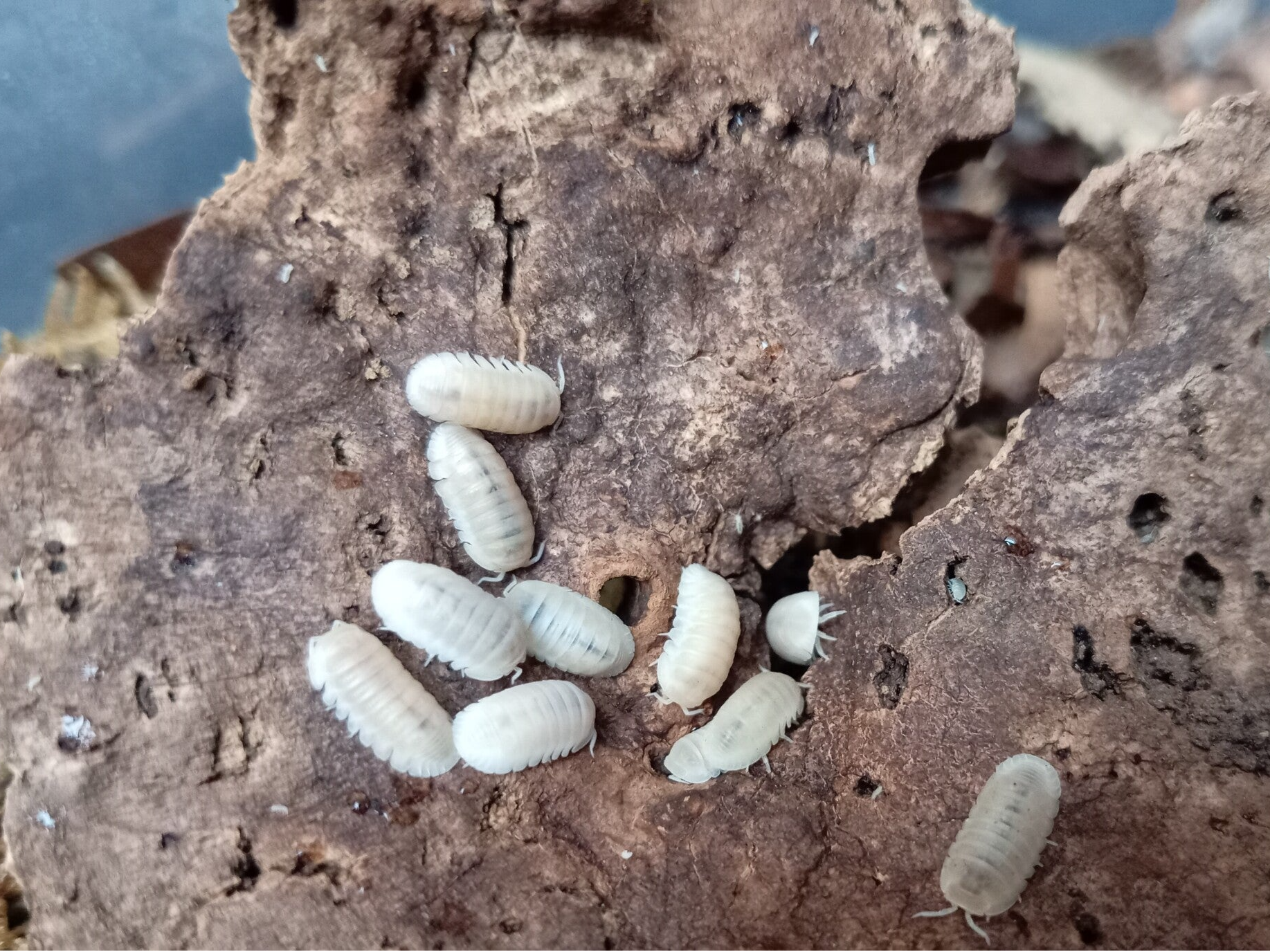 Cubaris Glacier Isopods x5 (Cubaris Murina)