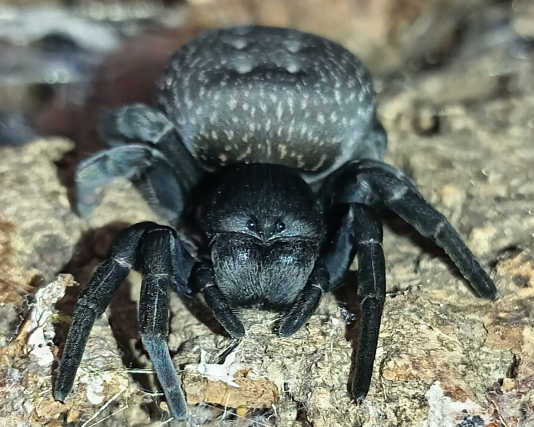 Velvet Spiderlings (Gandanameno sp.)