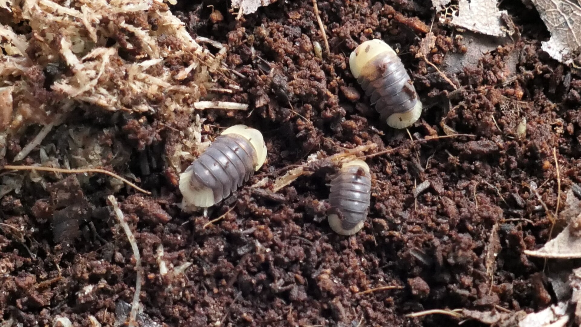 Rubber Ducky Isopods x5 (Cubaris sp.)