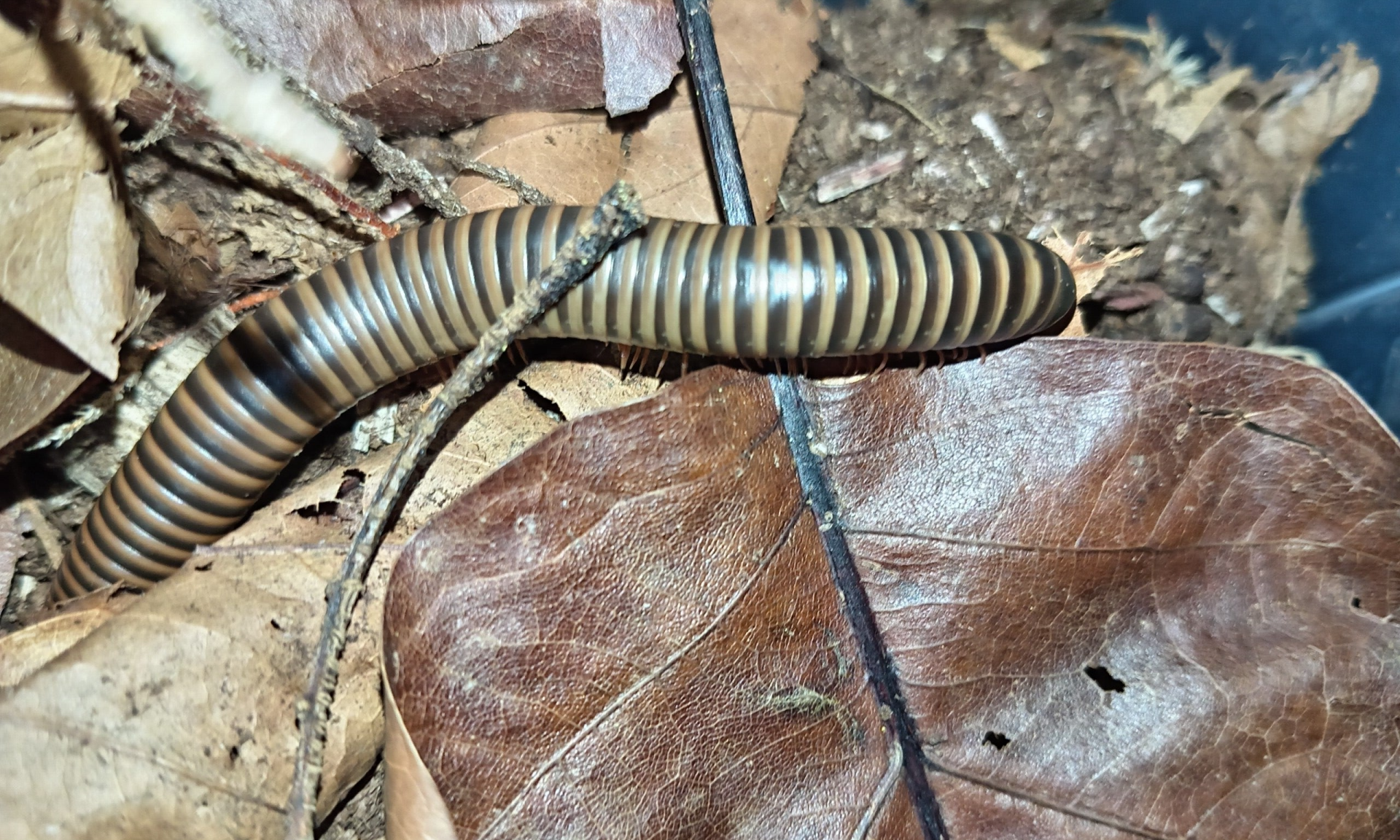 American Giant Millepedes (Narceus americanus)