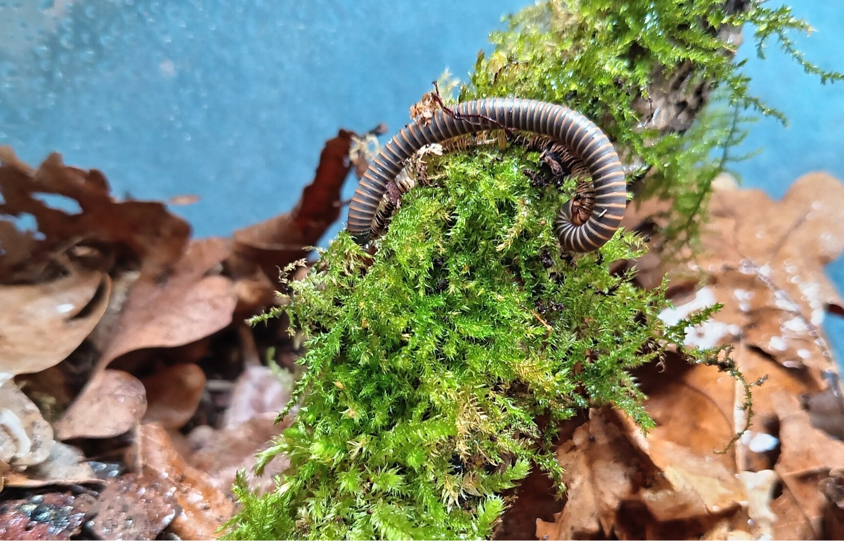Siamese Glow Millipede (Benoitolus siamensis)