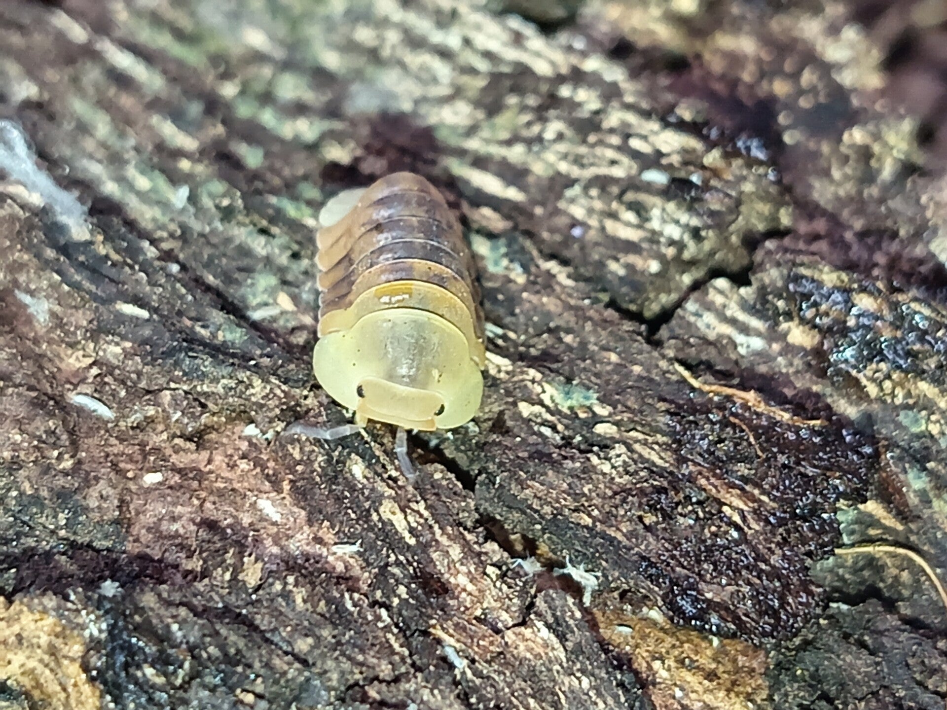 Rubber Ducky Isopods x5 (Cubaris sp.)