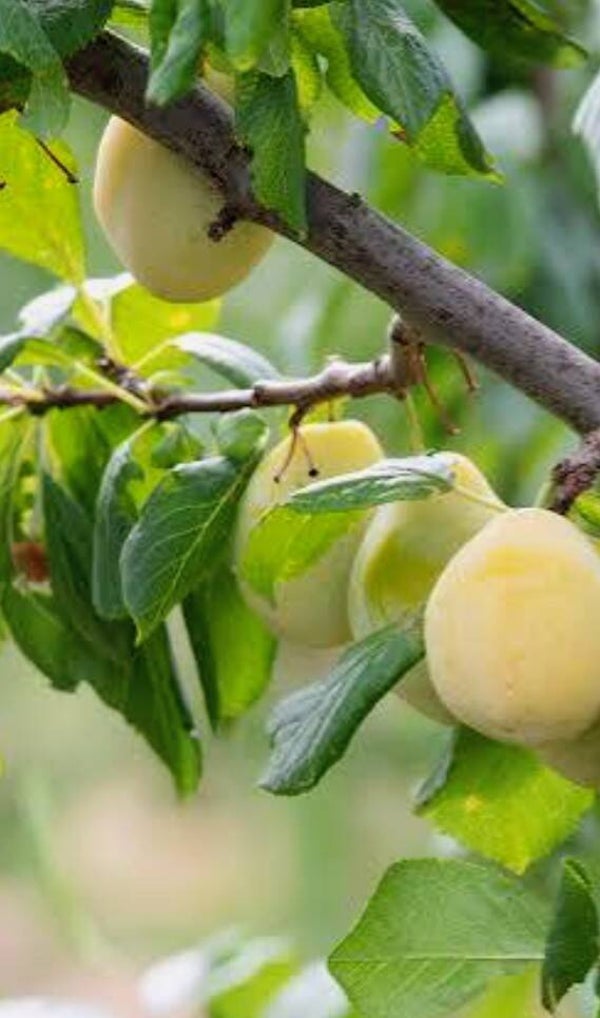 Plum Tree