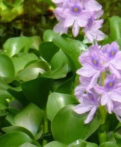 Purple Water Hyacinths