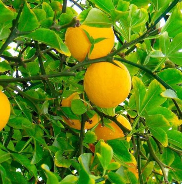 Hardy Orange Tree