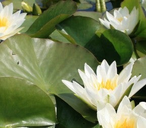 American White Water Lilly and Yellow Lotus