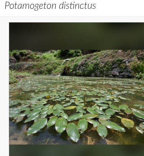 Hirumshiro    Potamogeton Distinctus