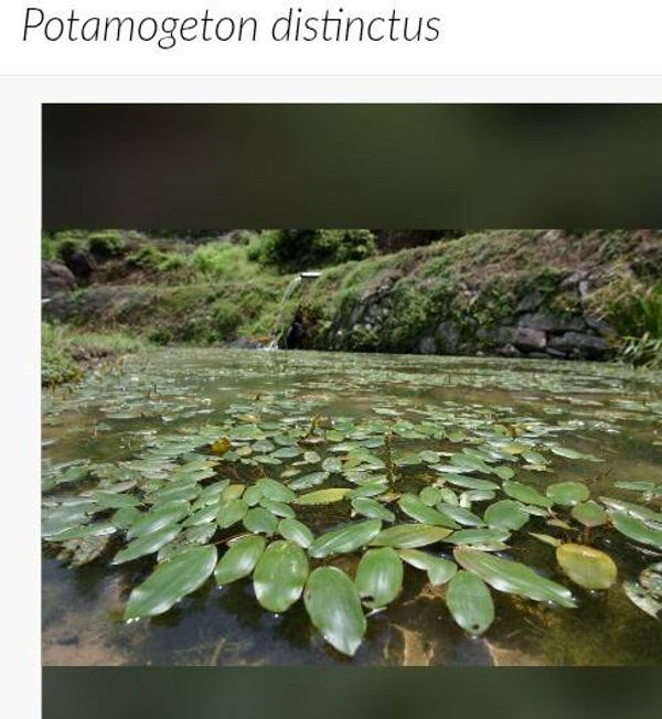 Hirumshiro    Potamogeton Distinctus