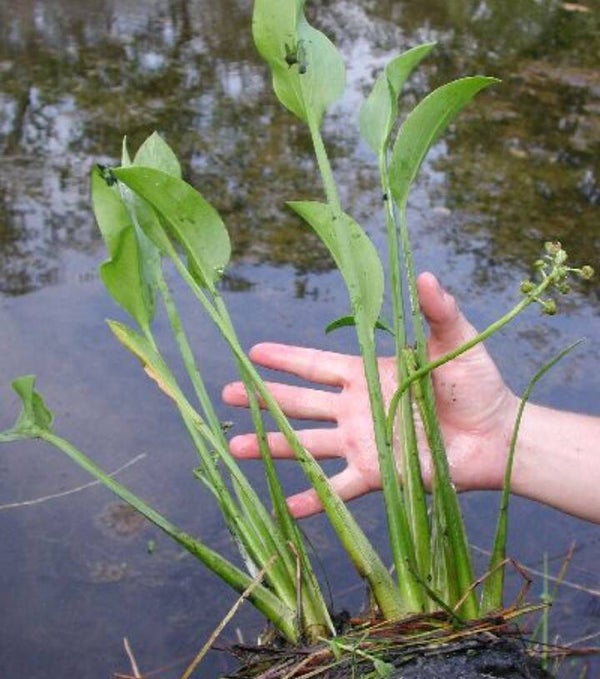 Broad leaf Arrowhead sagittariu