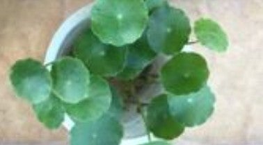 Pennywort