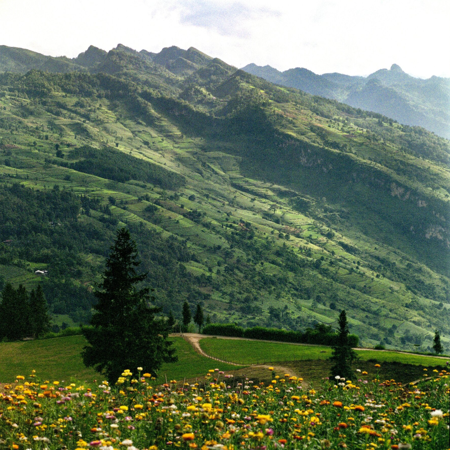 bergen en bloempjes in de vallei