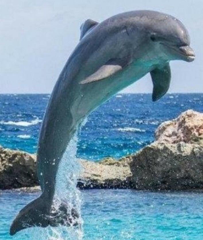 dolfijn plonst uit het water