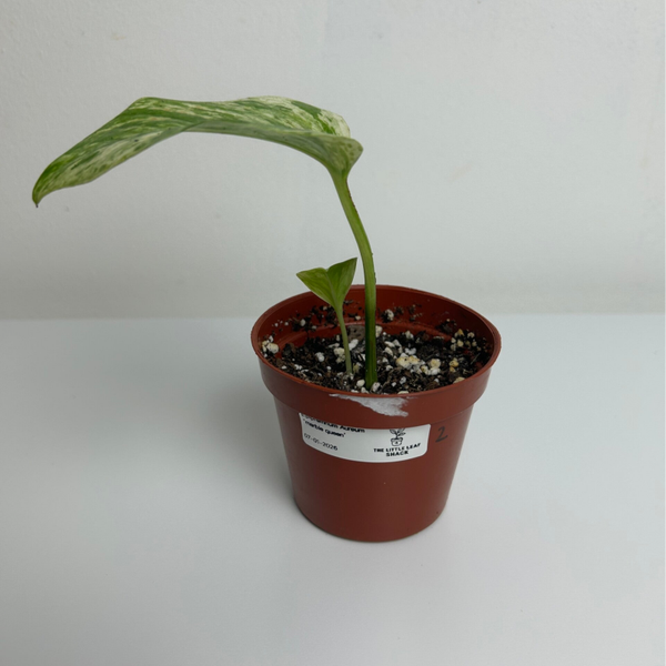 Epipremnum ‘Marble Queen’