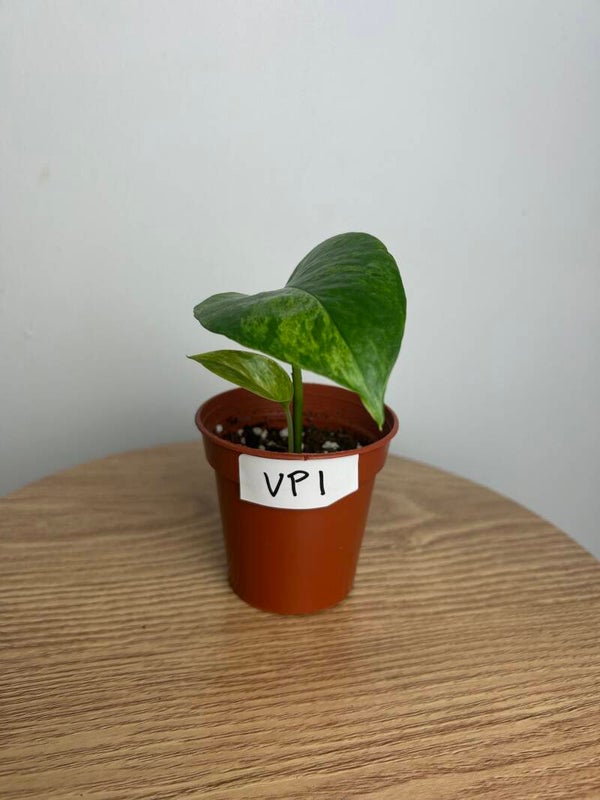 Epipremnum ‘Marble Queen’