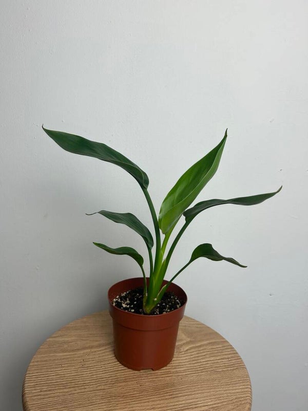 Bird of Paradise (Strelitzia Reginae)