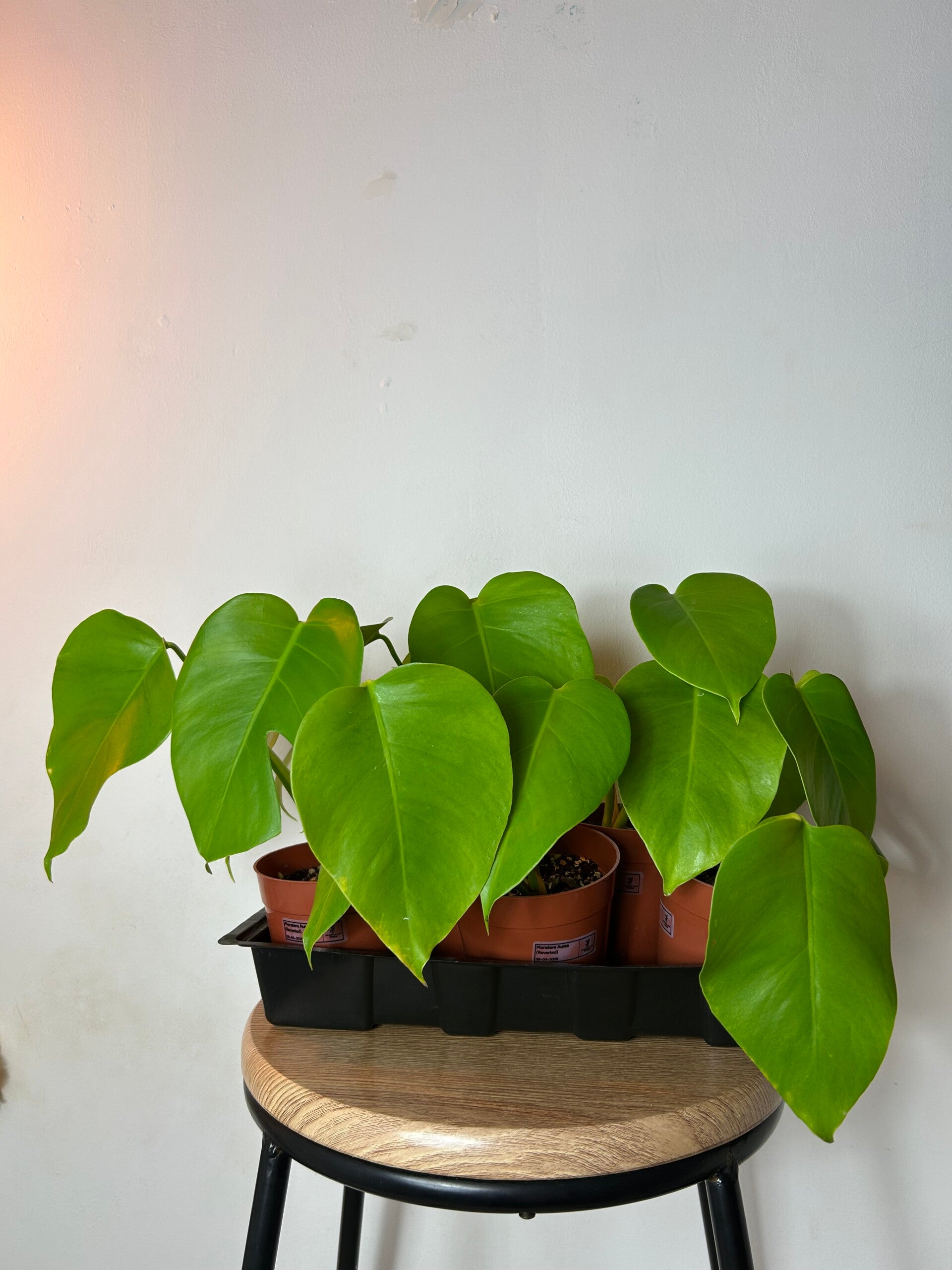 Monstera Deliciosa Aurea (Reverted) - Variegation Potential - Limited Stock