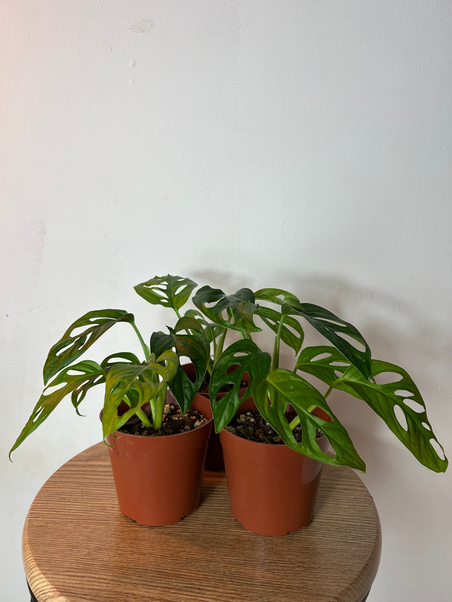 Monstera Adansonii 'Mint' Variegated (Rare) - Limited Stock