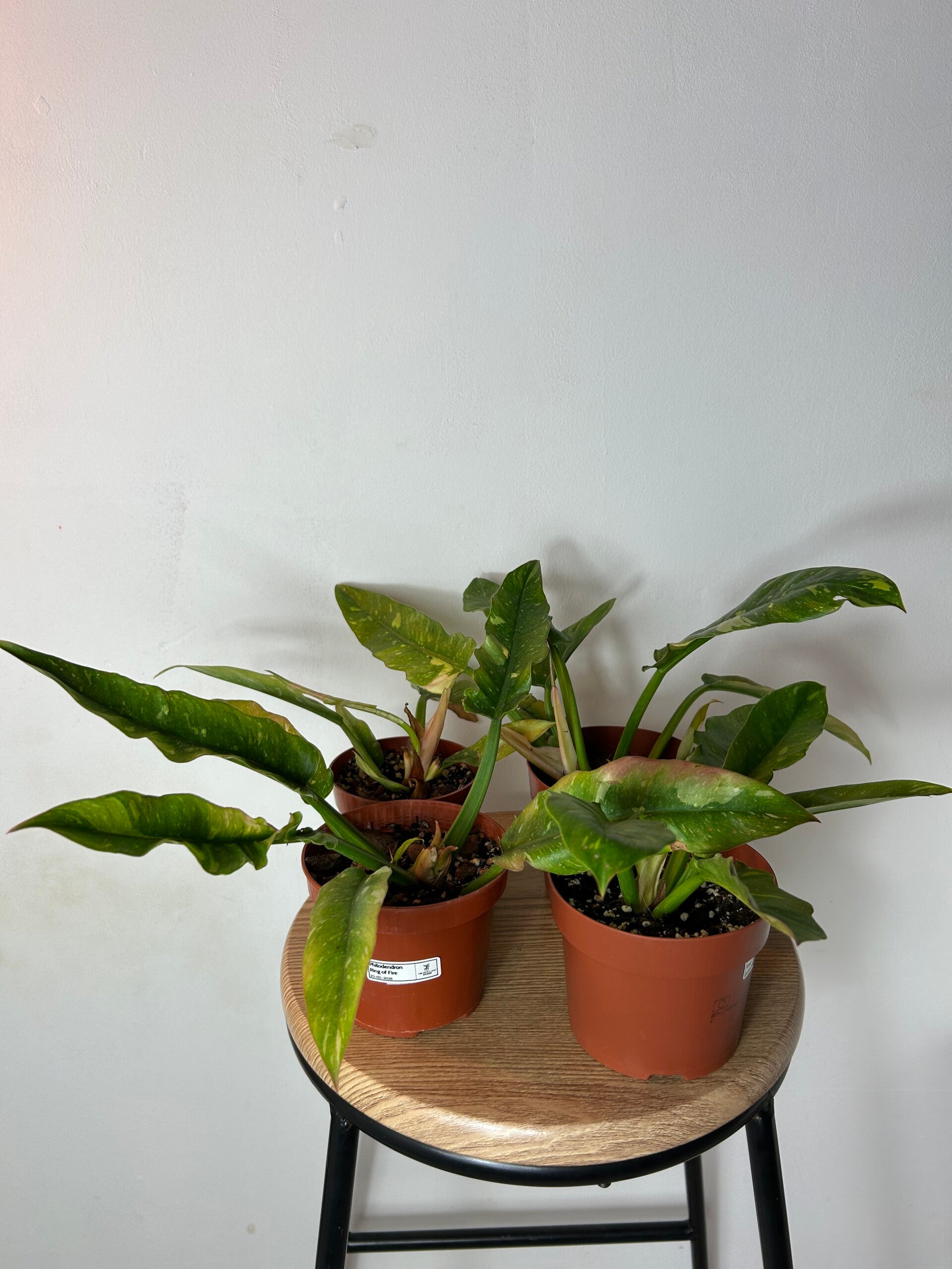 Philodendron 'Ring of Fire' (Variegated) - Rare Aroid