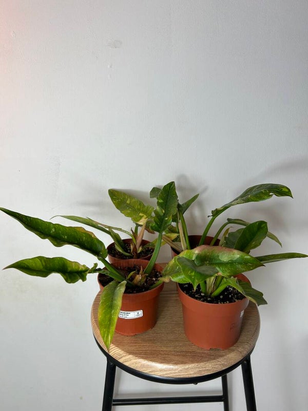 Philodendron 'Ring of Fire' (Variegated) - Rare Aroid