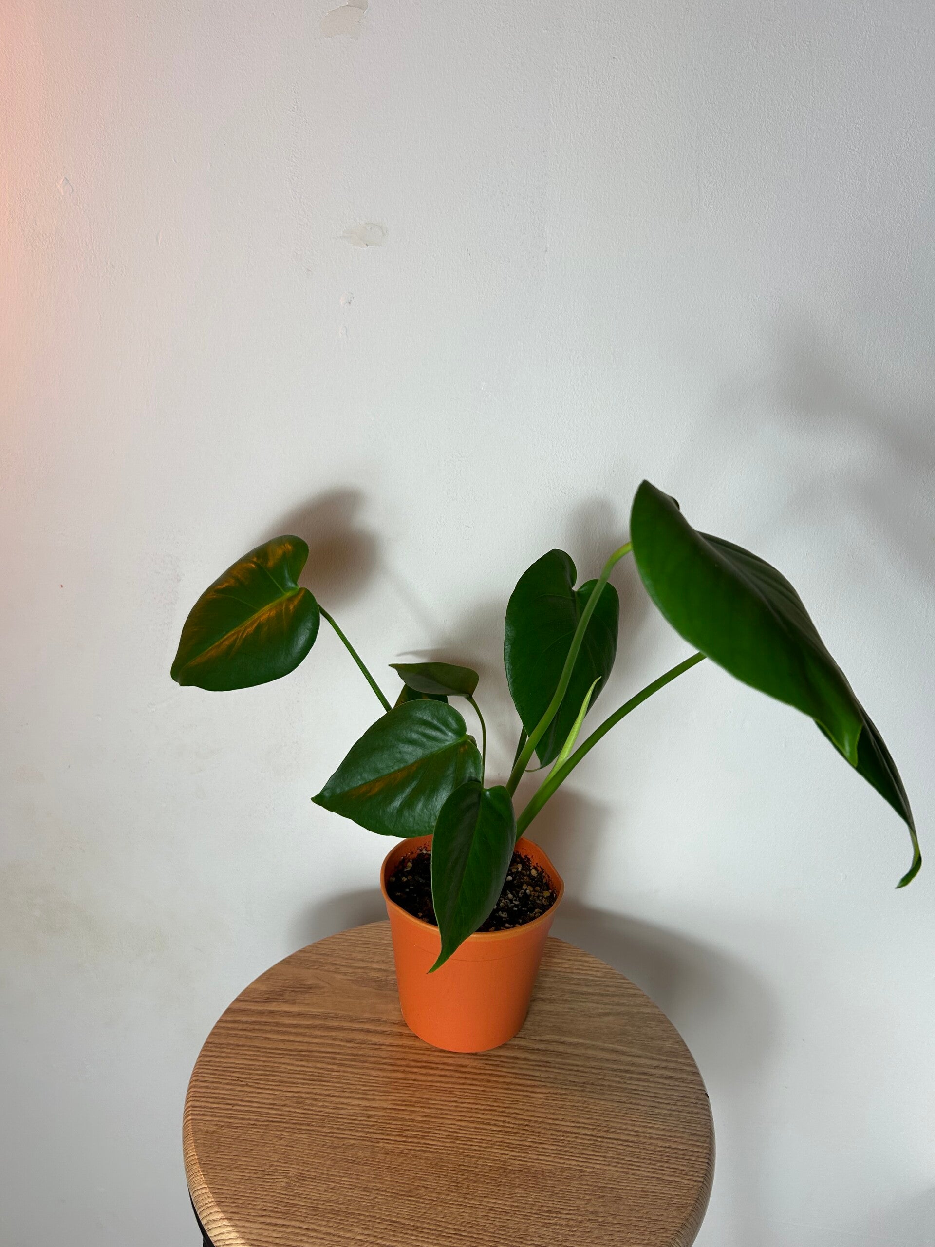Monstera Deliciosa