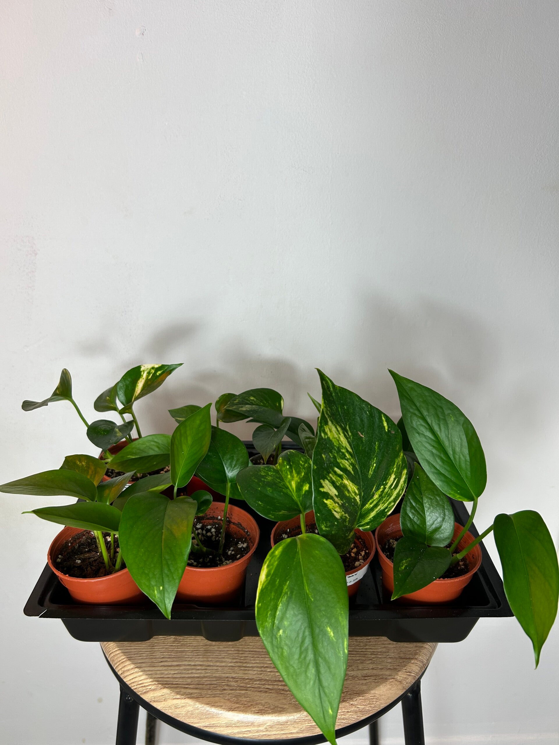 Epipremnum Aureum 'Devil's Ivy' (Easy Starter)