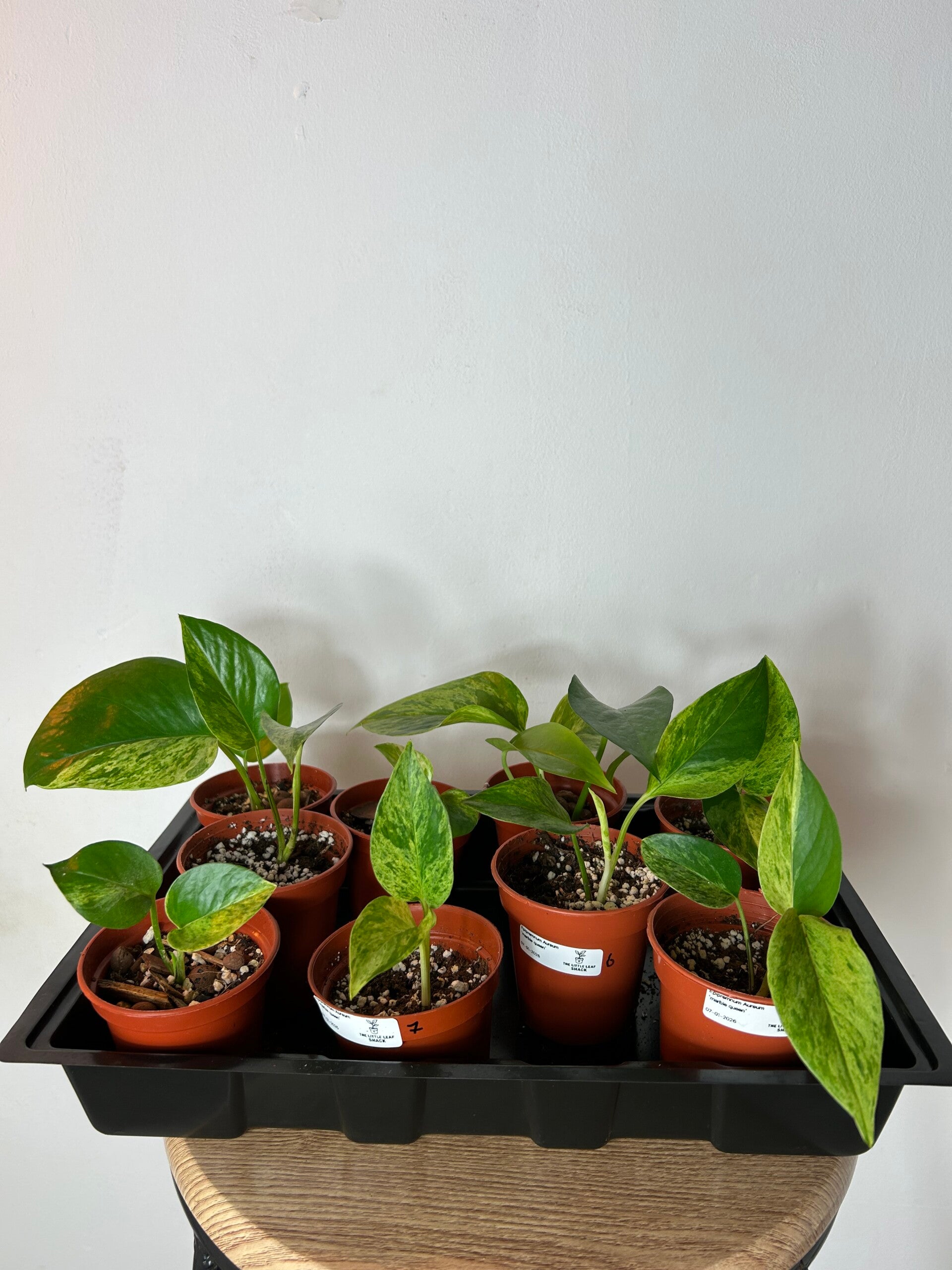Epipremnum ‘Marble Queen’ (Easy Starter)