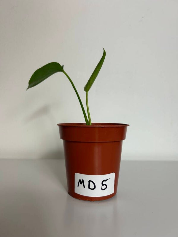 Monstera Deliciosa /5
