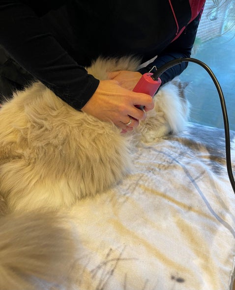 kattentrimsalon Ilse scheert klitten weg met de tondeuse