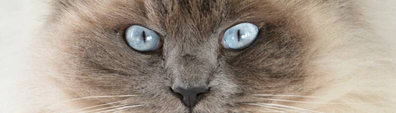 Kattentrimsalon Ilse ook baasjes uit Goes weten mijn salon te vinden