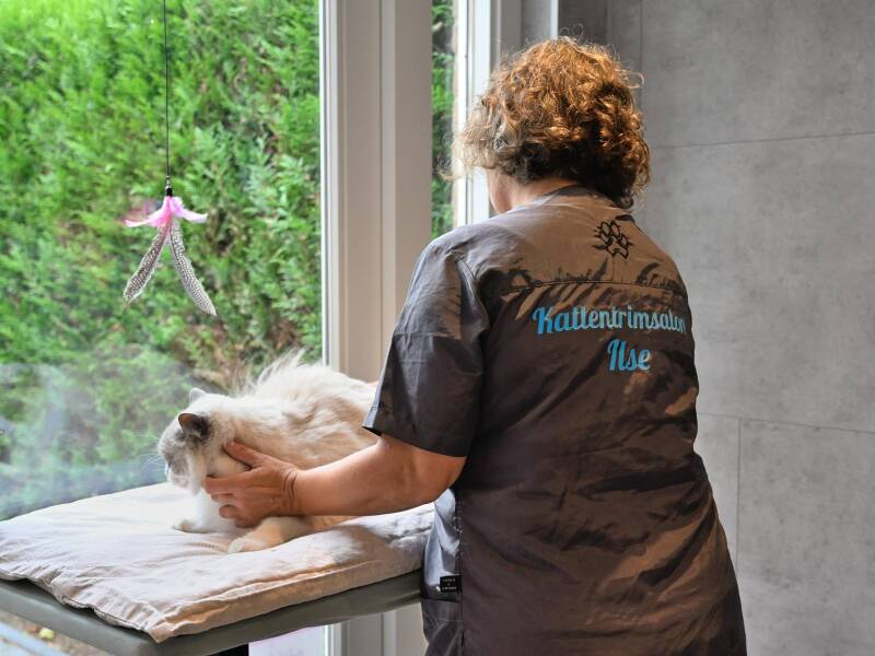 Kattentrimster Ilse trimt kat in Nieuw-Vossemeer