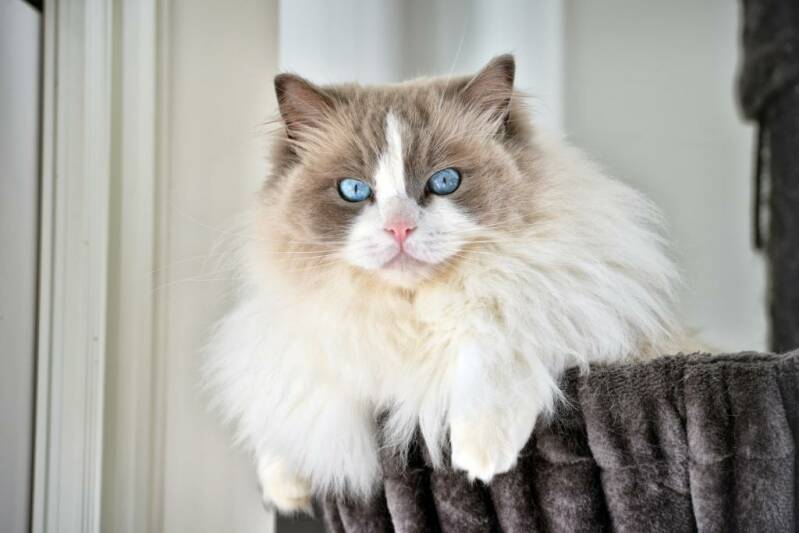 Kattentrimsalon Ilse regio Tholen/Scherpenissen/Stavenisse/Poortvliet/Sint Annaland/Sint Maartensdijk