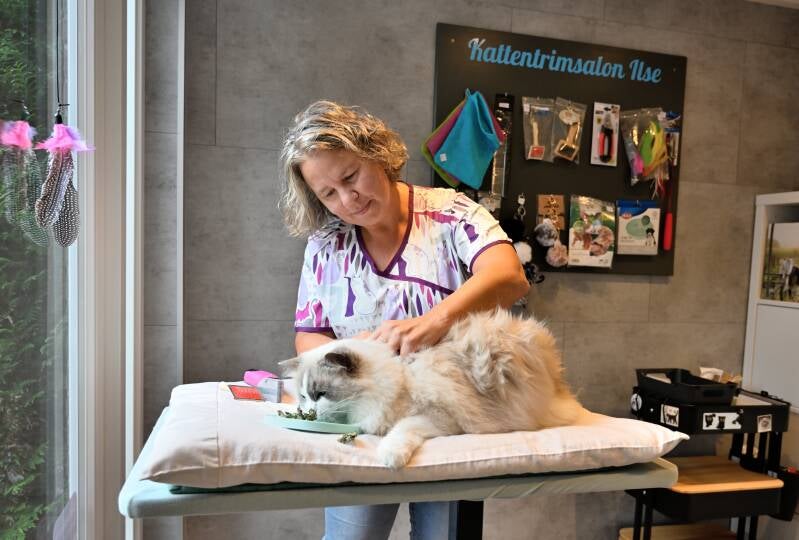 Kattentrimster trimt kat, Ragdoll, in de trimsalon in Nieuw-Vossemeer