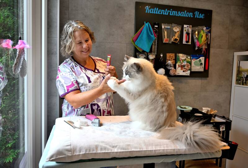 Kattentrimsalon Nieuw-Vossemeer/dichtbij Lepelstraat en Halsteren