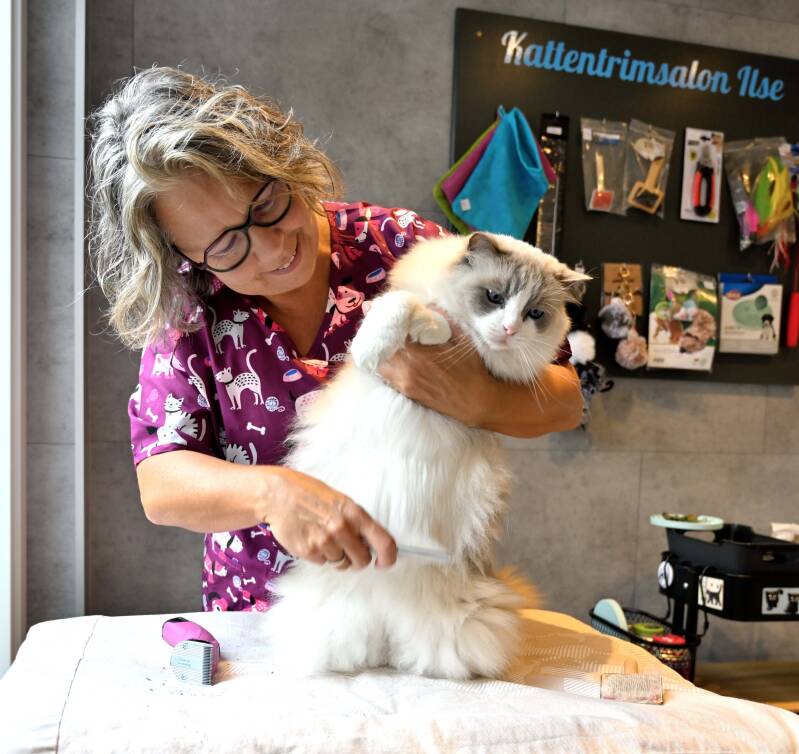 kattentrimmen Gemeente Steenbergen in de salon in Nieuw-Vossemeer