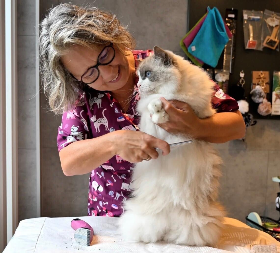 kattentrimster ilse kamt ragdoll in steenbergen