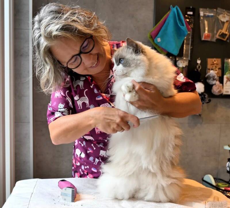 kattentrimster ilse kamt ragdoll in steenbergen