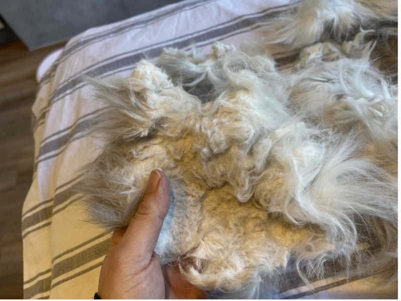 Kattentrimsalon Ilse regio Bergen op Zoom/klanten uit Goes weten mijn salon ook te vinden