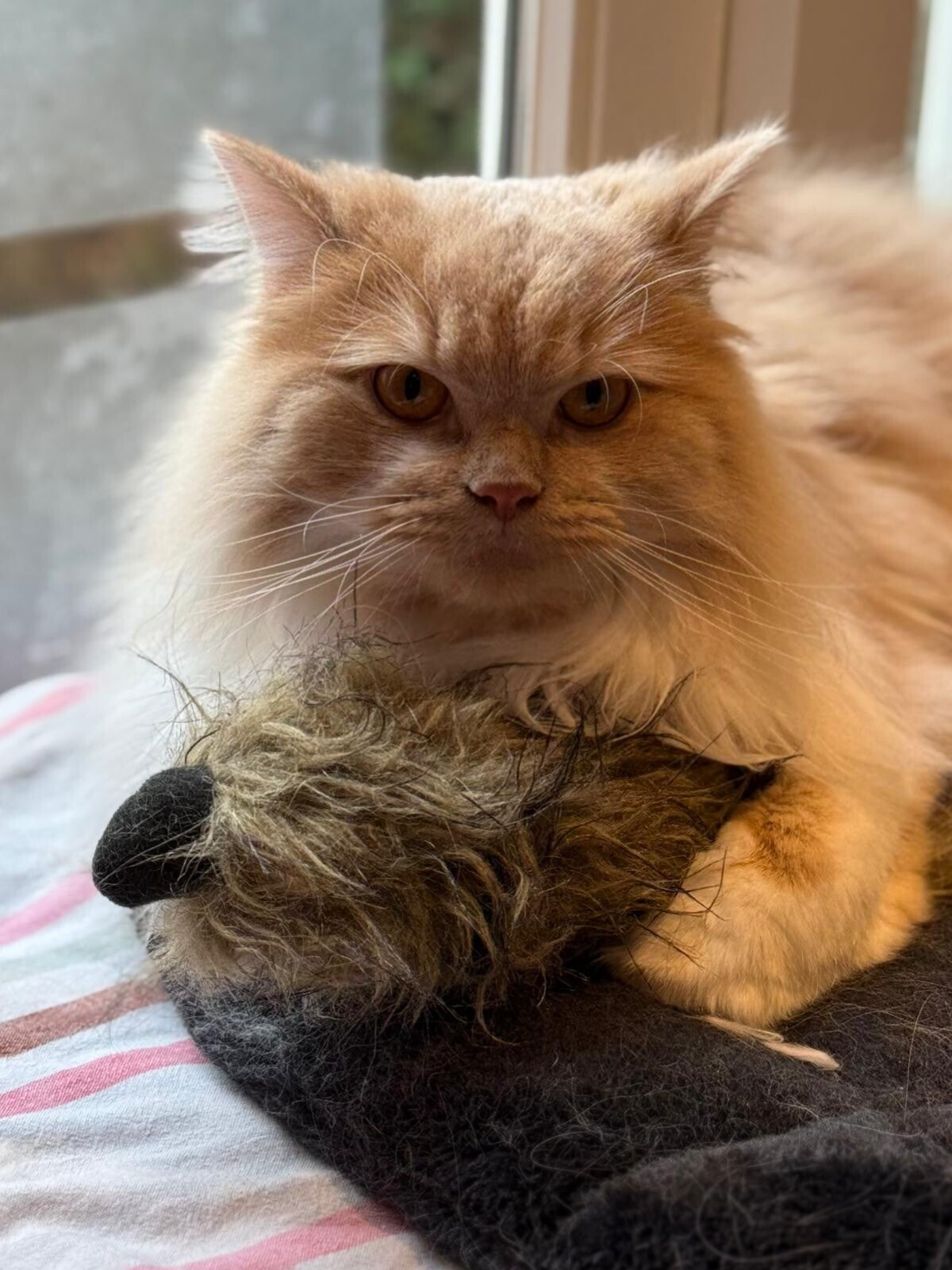 Kattentrimster Ilse trimt ook katten bij jou thuis dit kan van Bergen op Zoom tot Renesse en alles wat  daartussen zit