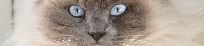 Ragdoll kat bij kattentrimsalon Ilse in Nieuw-Vossemeer