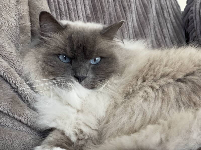 Kattentrimsalon Steenbergen/Nieuw-Vossemeer/regio Bergen op Zoom/Tholen