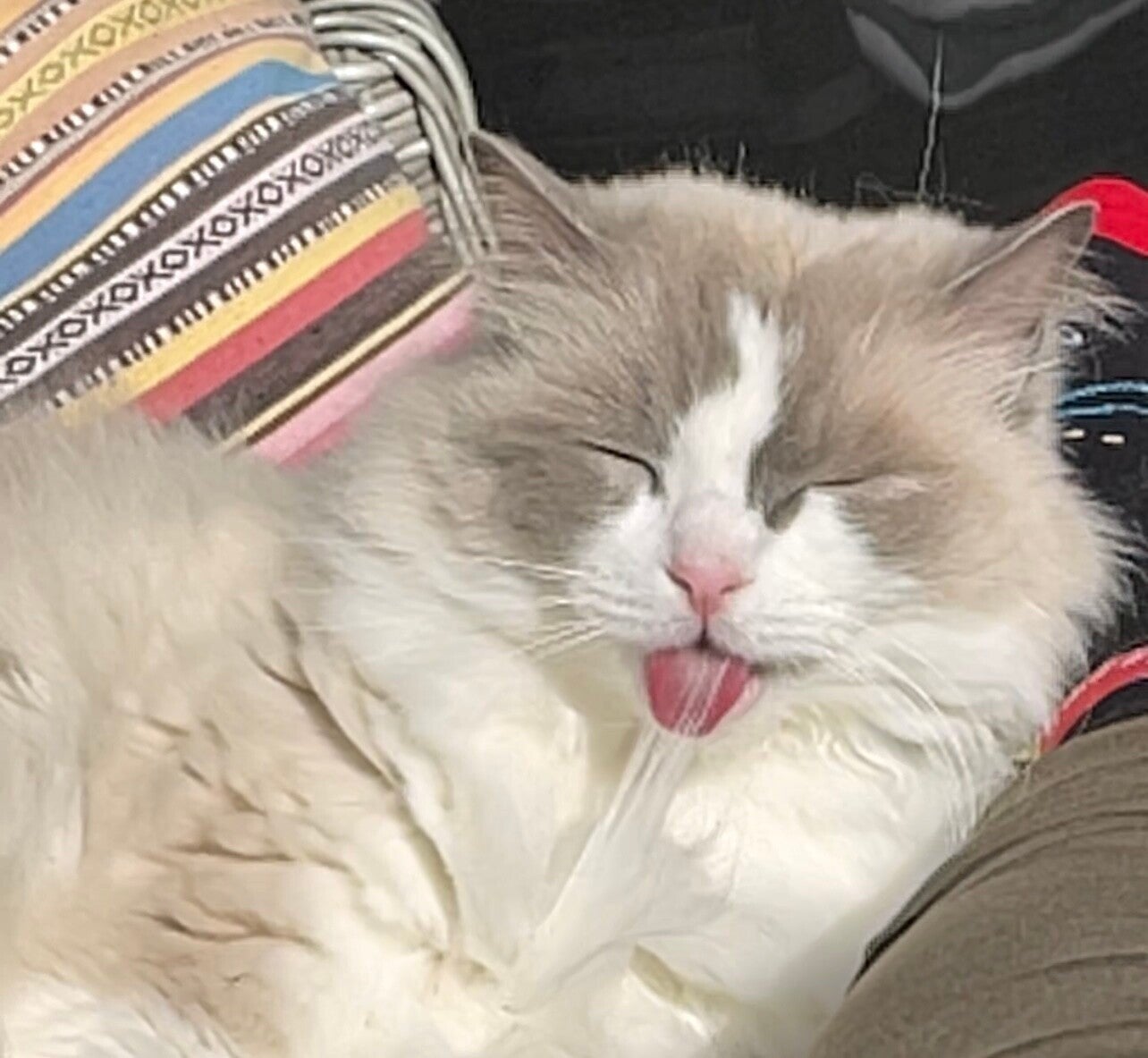 Ragdoll is zichzelf aan het wassen bij kattentrimsalon Ilse in Steenbergen