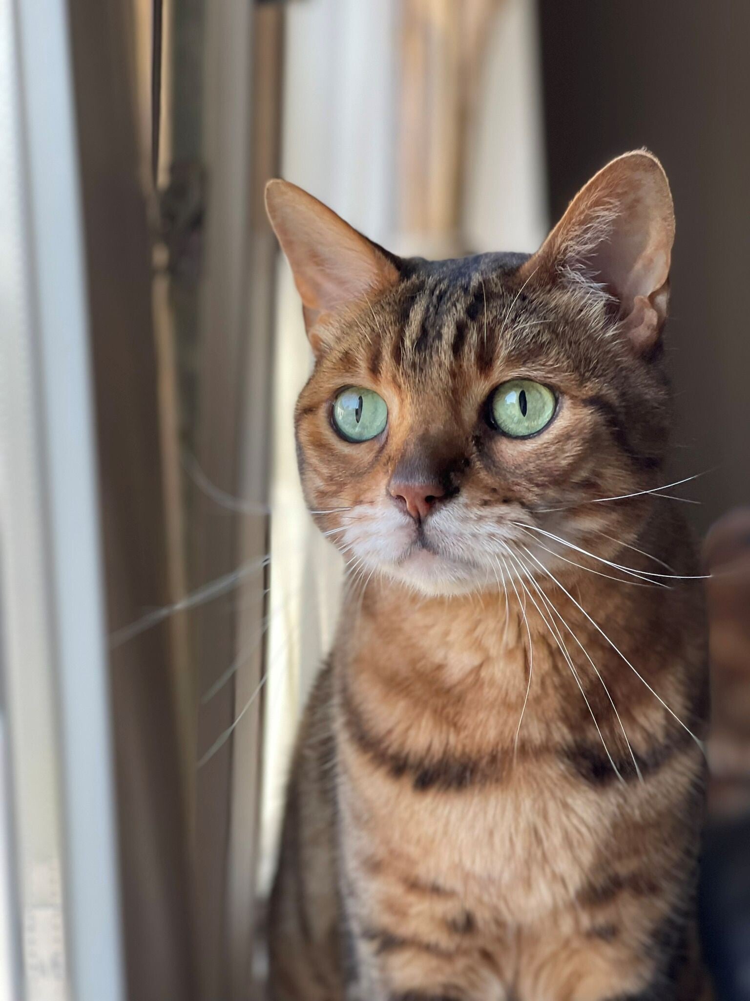 Bengaalse kat bij kattentrimslon Ilse in Steenbergen