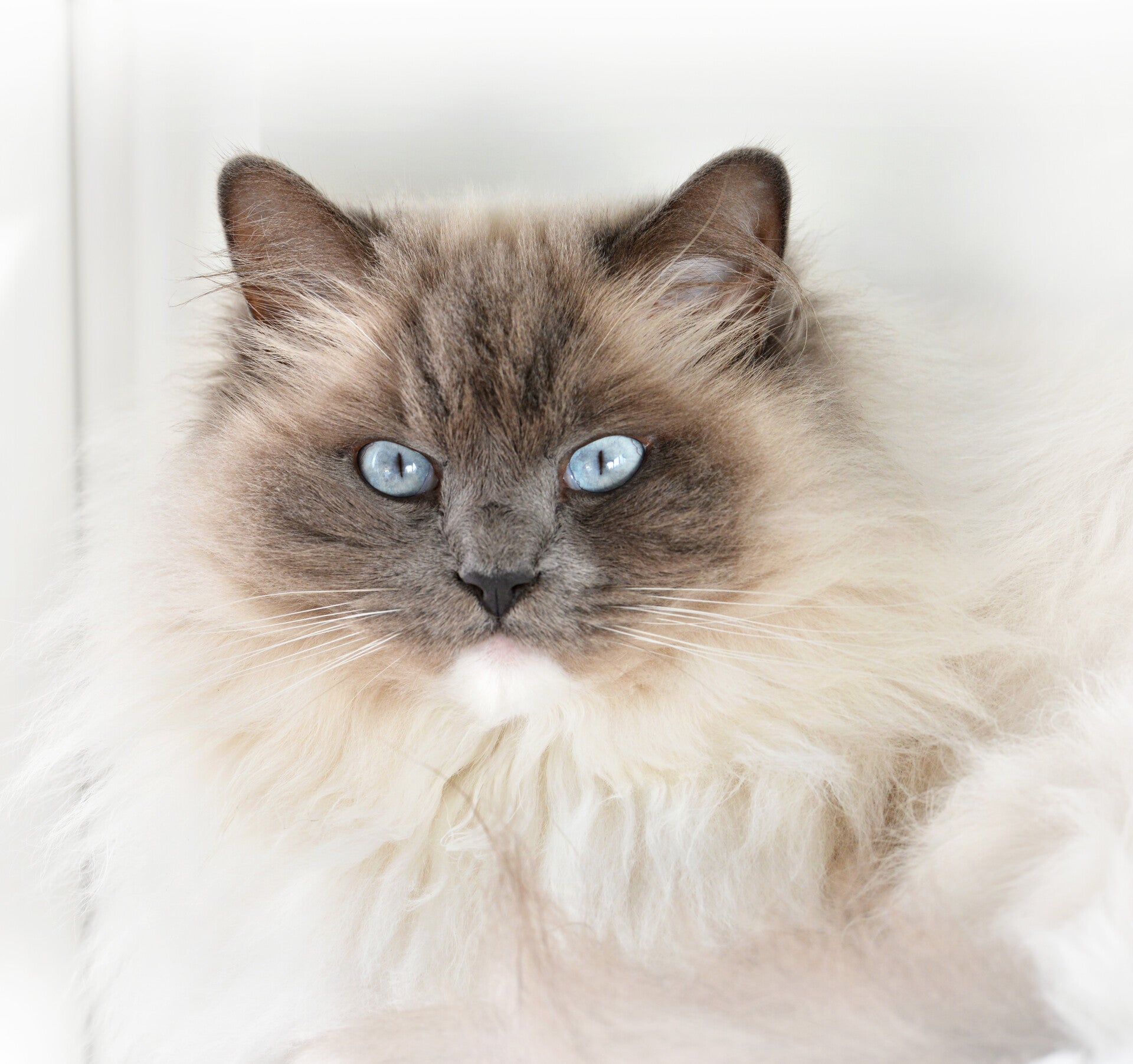 Kattentrimsalon Ilse uit Nieuw-Vossemeer nu ook in Hoogerheide