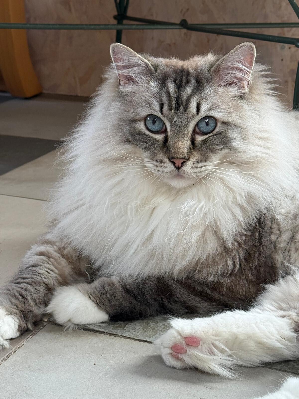 Kattenkapper Ilse trimt een kat op locatie in Burgh-Haamstede.