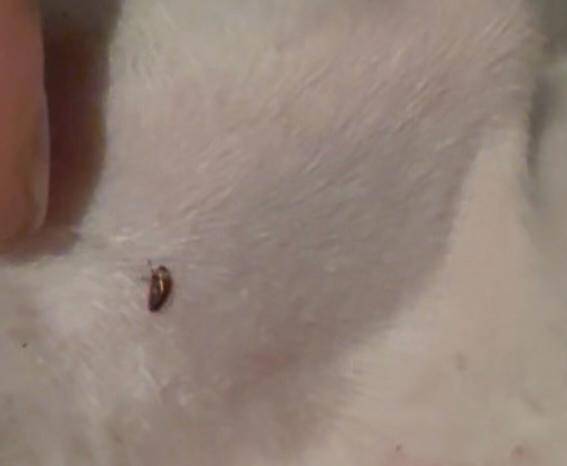 Kattentrimsalon Ilse regio Hoogerheide -Gemeente Steenbergen/Nieuw-Vossemeer- vlo op een kat