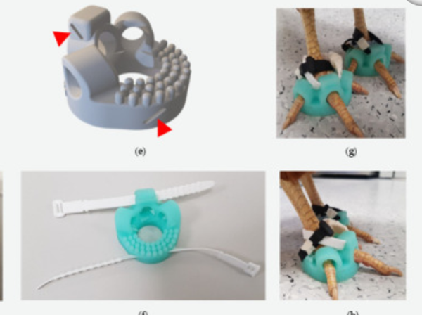 PoultryFlex 3D — Chaussons TPU sur-mesure pour poules de compagnie