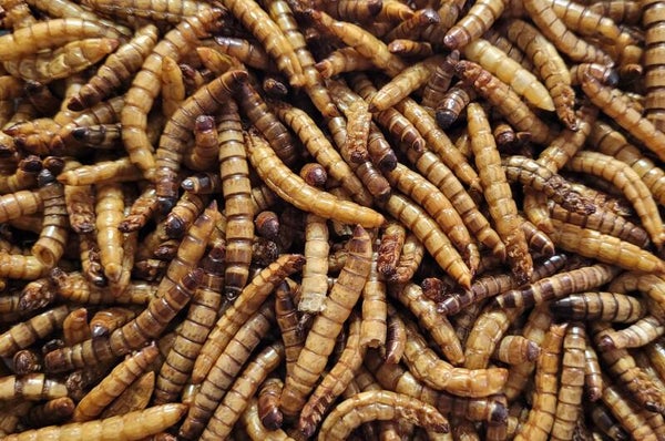 Gedroogde Moriowormen 1  Liter