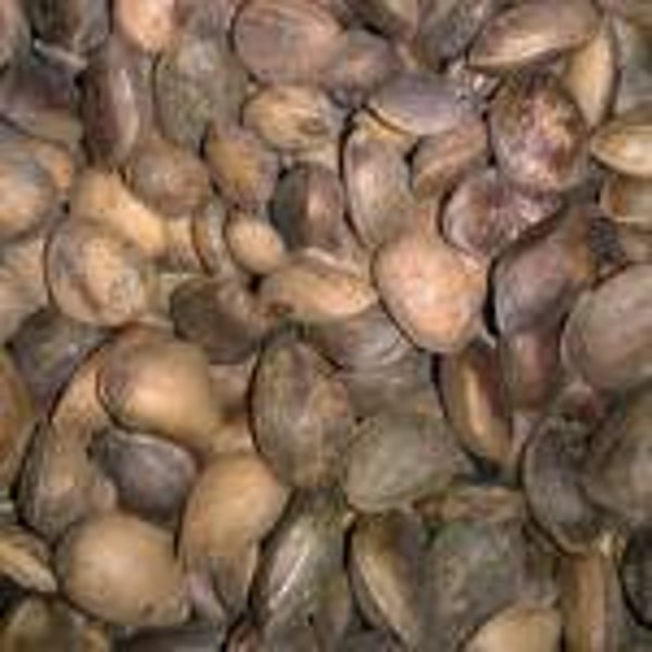 Cedernoten 1kg